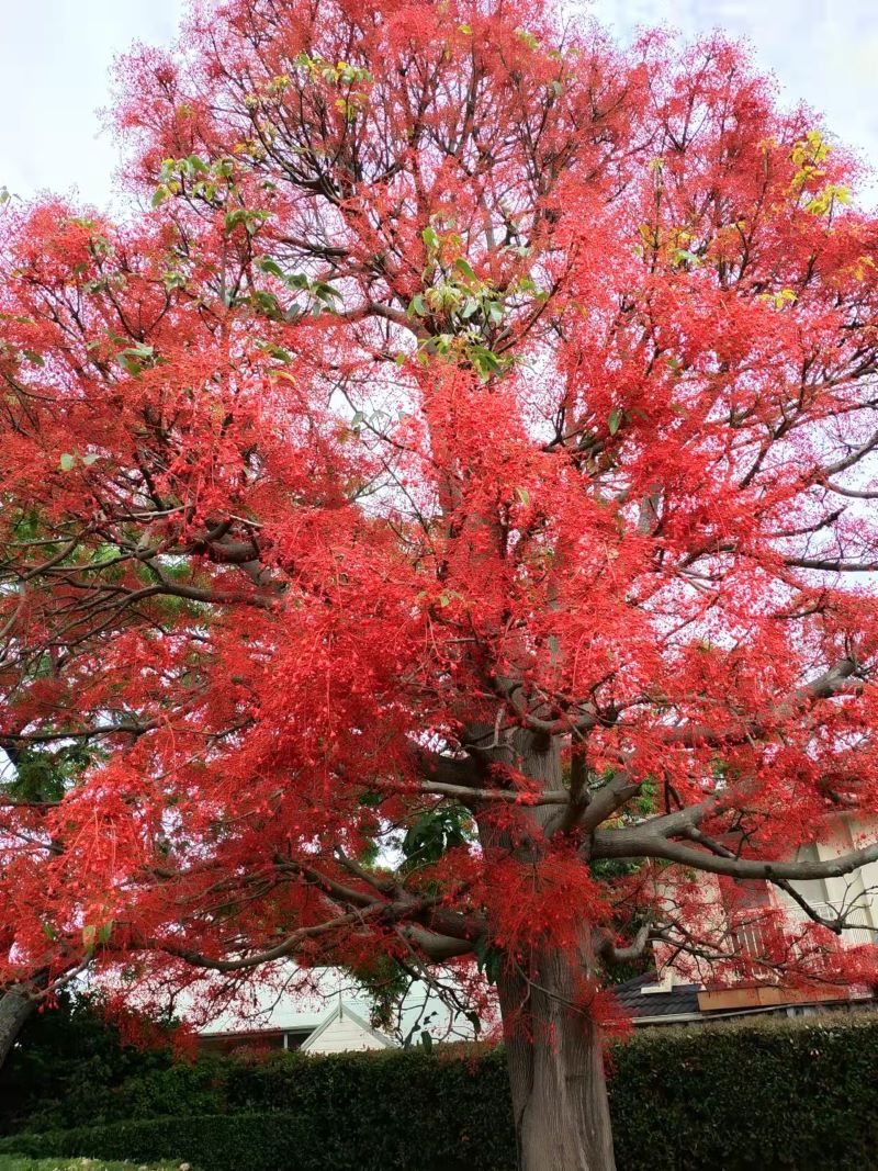 澳大利亚悉尼火焰木